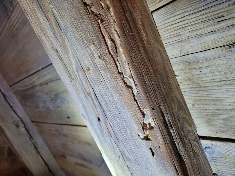 Otwory i pęknięcia powstałe w wyniku żerowania szkodników drewna